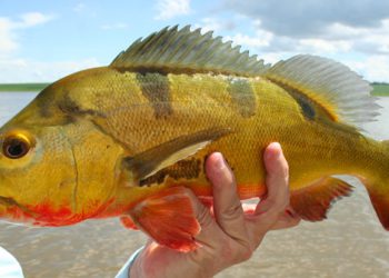 Tucunaré é um predador de espécies nativas. Foto: Divulgação/Prefeitura Juína-MT