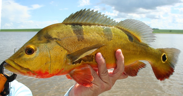 Tucunaré é um predador de espécies nativas. Foto: Divulgação/Prefeitura Juína-MT