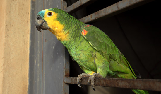 Blue-fronted Amazon Parrot