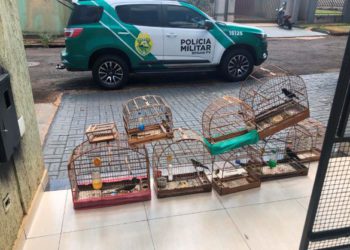 Aves apreendidas em ponto de venda ilegal. Foto: PMPR/divulgação