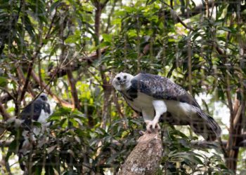 Harpia reproduzida no Refúgio Biológico da Itaipu. Foto: Rubens Fraulini / Itaipu Binacional
