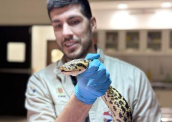 Sucuris passam por exames clínicos na margem paraguaia da Itaipu. Foto: IB/Divulgação