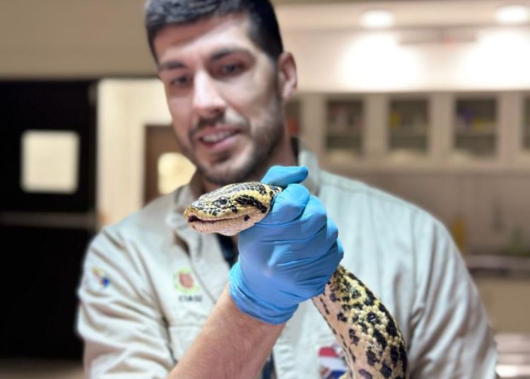 Sucuris passam por exames clínicos na margem paraguaia da Itaipu. Foto: IB/Divulgação