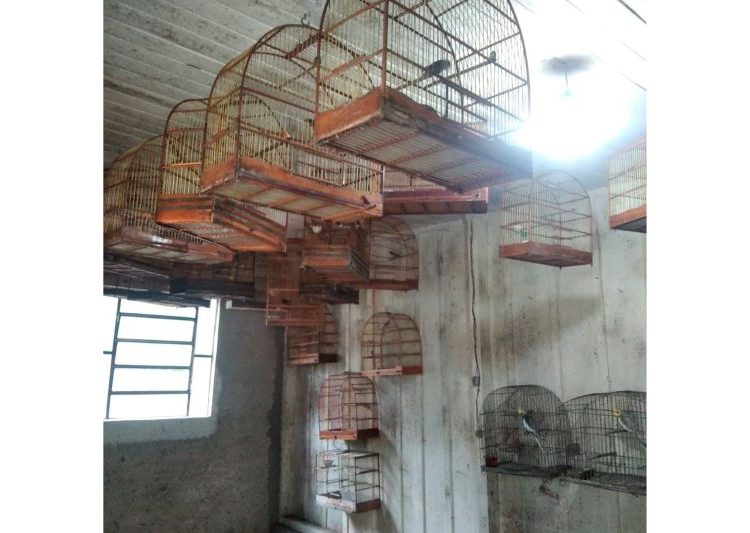 Pássaros nativos encontrados em gaiolas. Foto: PMPR