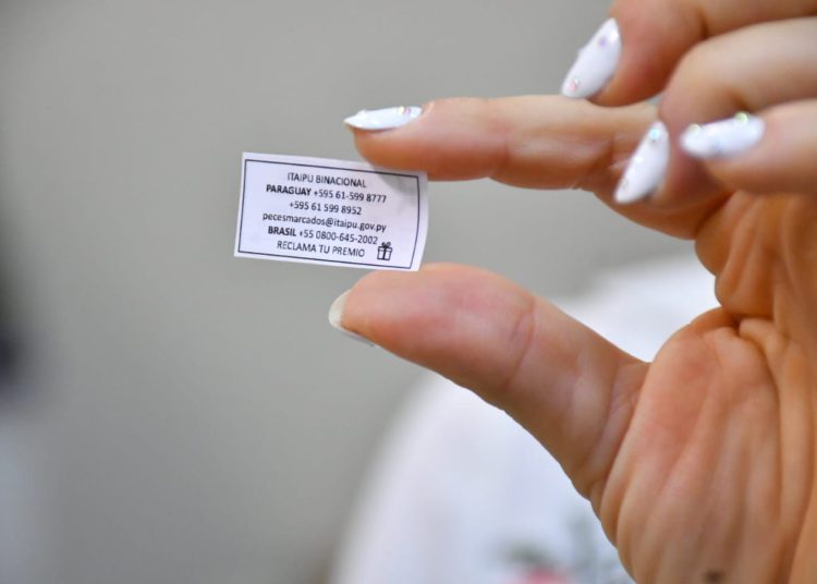 A marca está dentro de um invólucro de plástico fixado no dorso dos peixes. Foto: IB/ Paraguai