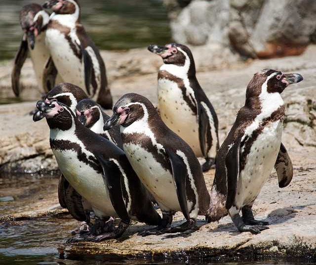 Pinguins-de-Humboldt. Foto ilustrativa: Pixabay