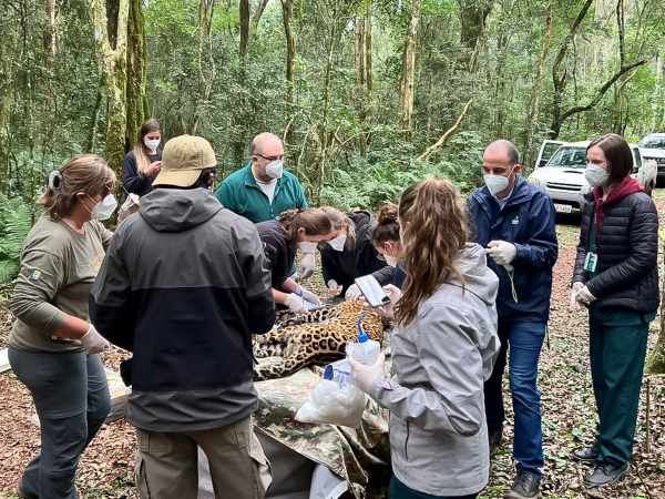 Pururuca passa por exames clínicos. Foto: Onças do Iguaçu/Divulgação