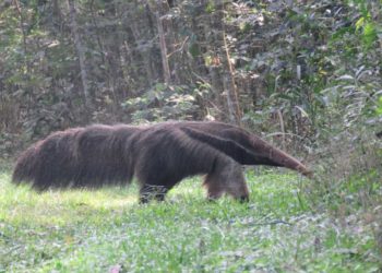 Registra da espécie feito há poucos dias. Fotos: IB/Paraguai