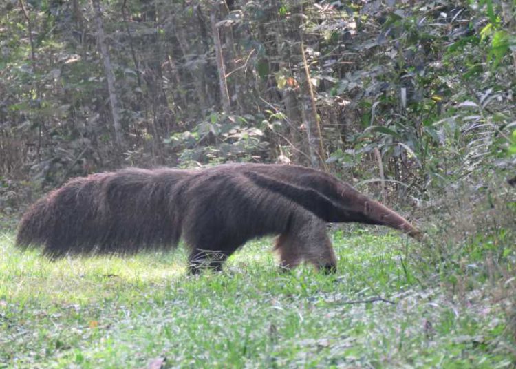 Registra da espécie feito há poucos dias. Fotos: IB/Paraguai