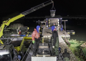 A Unidade de Pesquisa tem 29 tanques-redes, sendo 20 de 25m³ e nove de 7m³. Para fazer a retirada de todas as tilápias, são utilizados puçás e até um guindaste que leva os peixes para dois caminhões. Todo o trabalho leva cerca de seis horas. Foto: Alexandre Marchetti/Itaipu Binacional