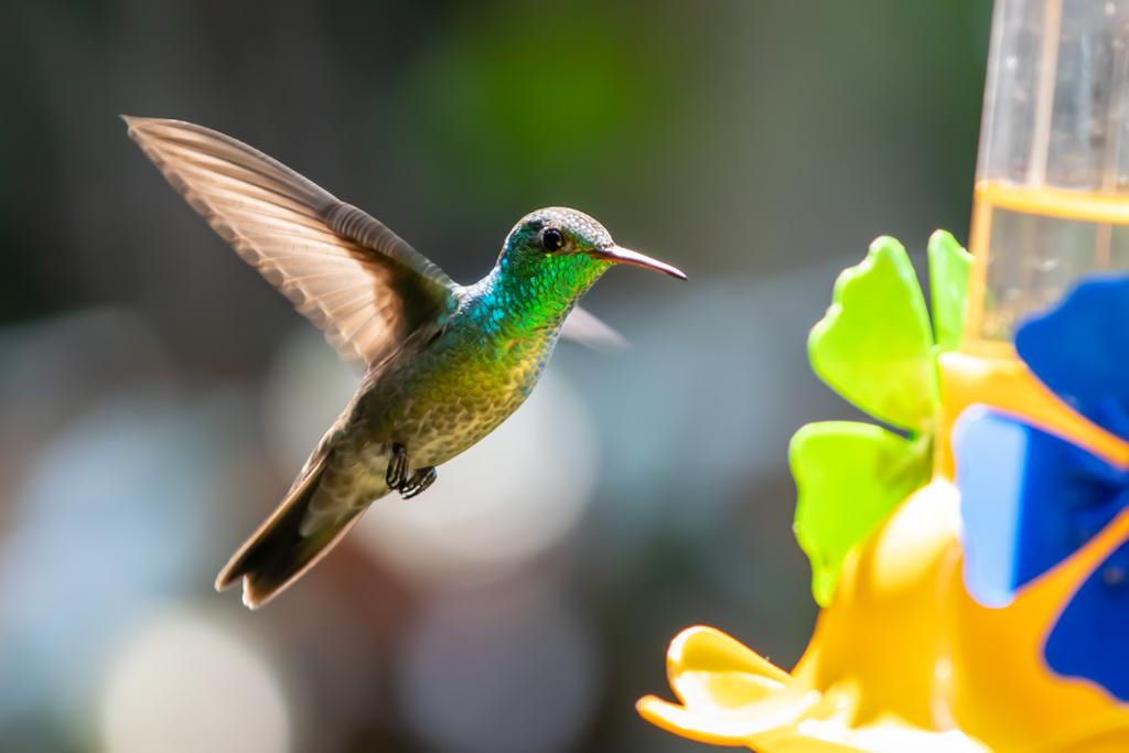 Beija-flores ficam à espera dos cliques fotográficos em atração turística em Puerto Iguazú, na Argentina. Foto: Débora Lazurus/cortesia