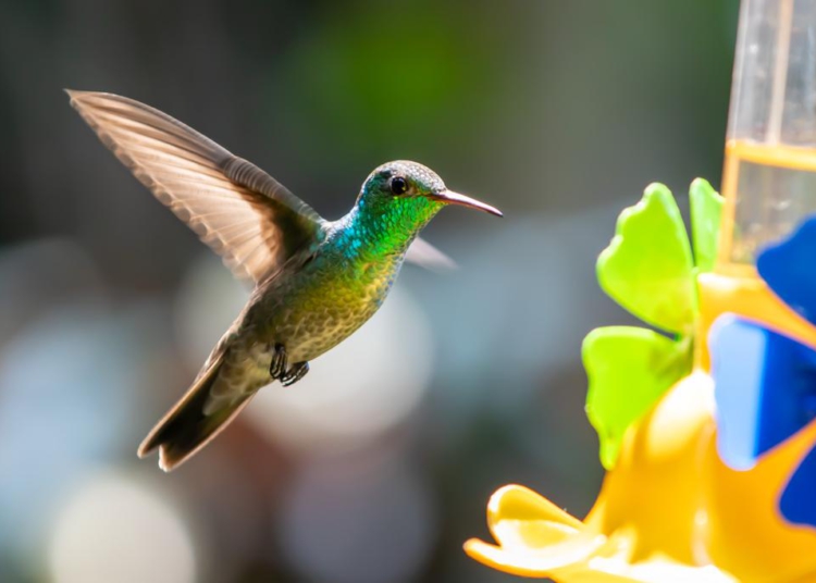 Beija-flores ficam à espera dos cliques fotográficos em atração turística em Puerto Iguazú, na Argentina. Foto: Débora Lazurus/cortesia