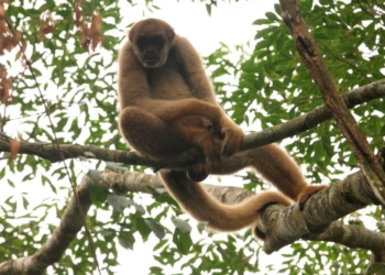 Muriqui-do-sul. Foto: Copel