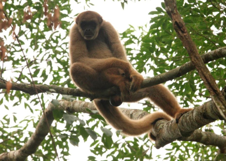 Muriqui-do-sul. Foto: Copel