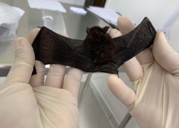 Sesa esclarece sobre a raiva e protocolo em caso de acidente