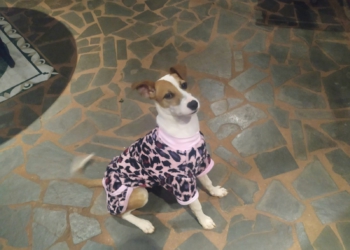 Ela está pronta para a adoção. Foto: cortesia