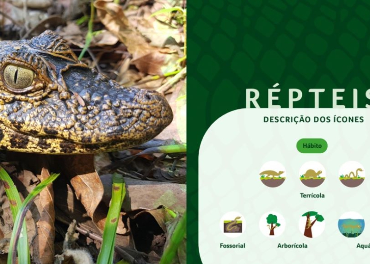 Jacaré-do-papo-amarelo  é uma das espécies que vivem na área do refúgio. Foto: reprodução