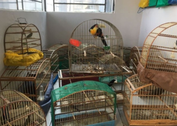 Aves resgatadas. Fotos: IAT/AEN