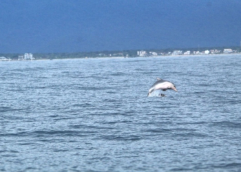 Programa ambiental desenvolvido pelo IAT busca preservar a fauna marinha paranaense
Foto: IAT