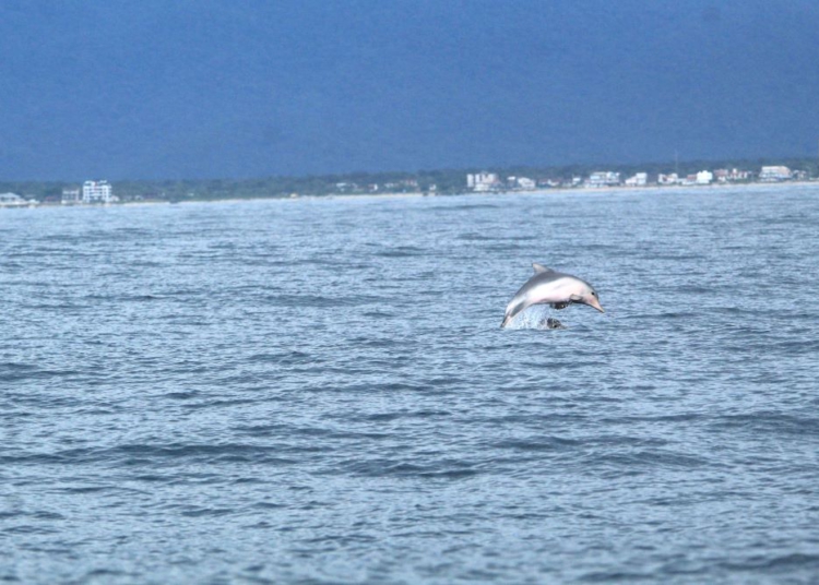 Programa ambiental desenvolvido pelo IAT busca preservar a fauna marinha paranaense
Foto: IAT