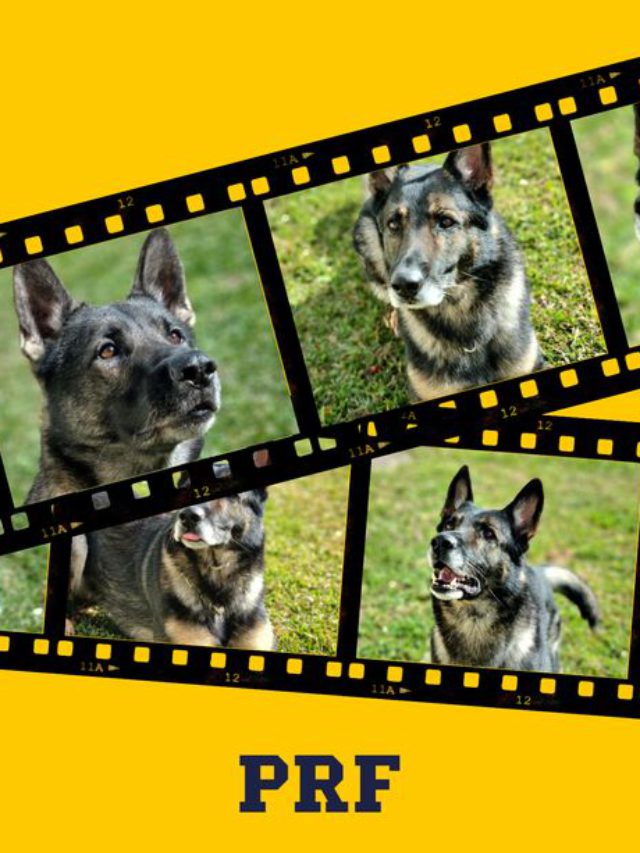 Cães farejadores da PRF “aposentam as coleiras”