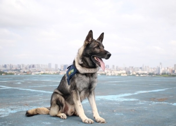 Carinhosamente apelidado pelos policiais de “Richard Gere”, pela beleza e elegância, o pastor-alemão Echo tem um perfil extremamente ativo. Foto: PRF/divulgação