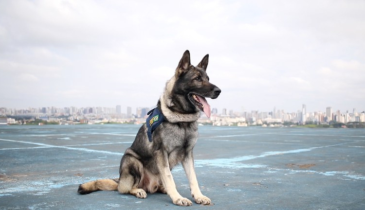 Carinhosamente apelidado pelos policiais de “Richard Gere”, pela beleza e elegância, o pastor-alemão Echo tem um perfil extremamente ativo. Foto: PRF/divulgação