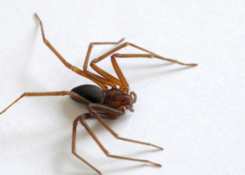 Acidentes com aranha-marrom lideram a lista em 2023. Foto: Vecilton Kuchler SESA