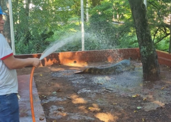 Banho refrescante. Foto: La Clave/Reprodução