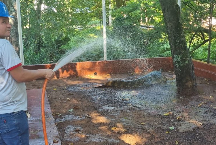 Banho refrescante. Foto: La Clave/Reprodução