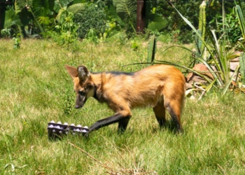 Tangerina é a nova moradora do  Refúgio da Itaipu. Foto: Sara Cheida/IB