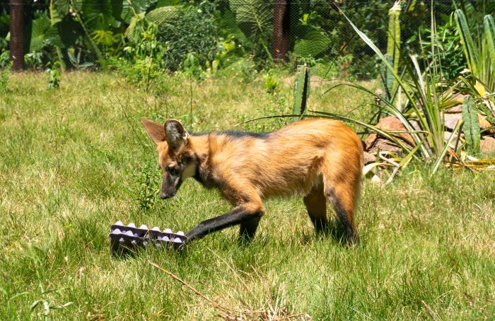 Tangerina é a nova moradora do  Refúgio da Itaipu. Foto: Sara Cheida/IB