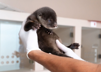 O nascimento da lontra (Lontra longicaudis) Ariel é inédito no Refúgio Bela Vista. Foto: Michelle Einsiedel/IB