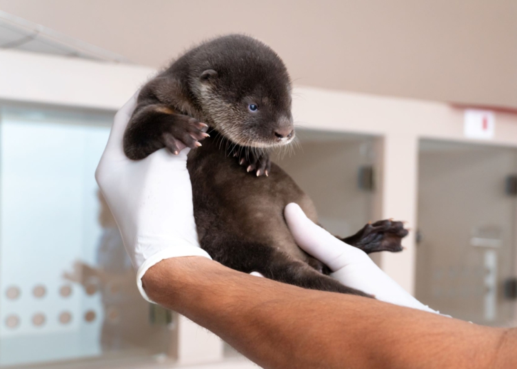O nascimento da lontra (Lontra longicaudis) Ariel é inédito no Refúgio Bela Vista. Foto: Michelle Einsiedel/IB