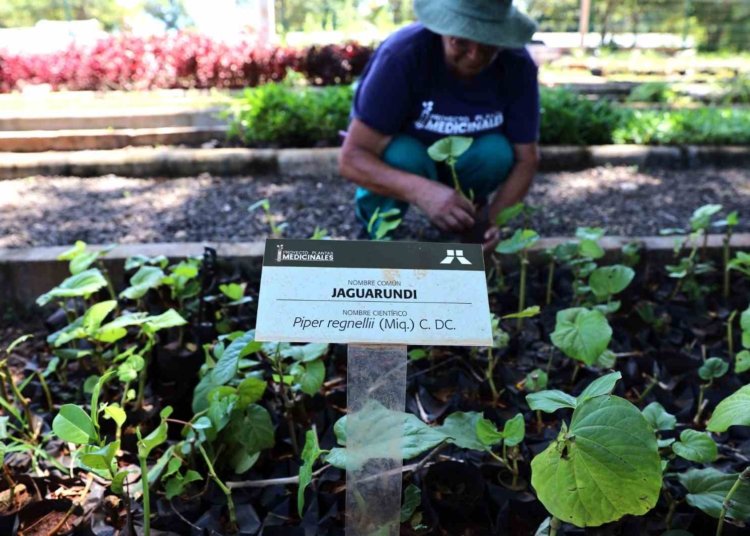 Cultivo de plantas mediciais na margem paraguaia da Itaipu. Foto: Agência IP