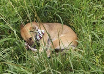 O animal ficou ao lado do corpo do dono, um andarilho, provavelmente. Foto: divulgação/PRF