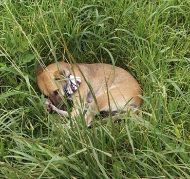 O animal ficou ao lado do corpo do dono, um andarilho, provavelmente. Foto: divulgação/PRF