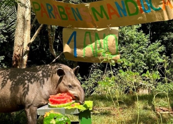 Mandioca nasceu no Refúgio e convive até hoje com seus pais no recinto. Foto: Fabiana Stamm/Itaipu Binacional