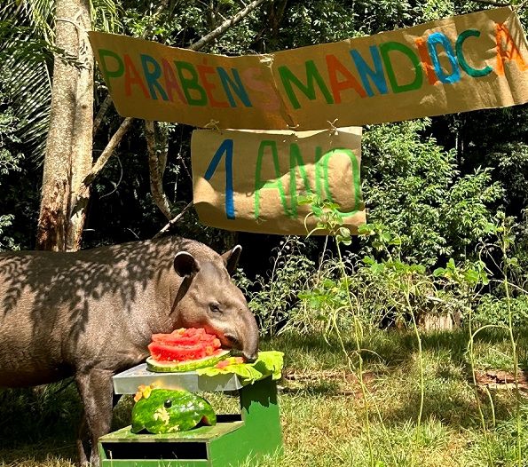 Mandioca nasceu no Refúgio e convive até hoje com seus pais no recinto. Foto: Fabiana Stamm/Itaipu Binacional