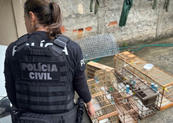 PCPR deflagra operação contra organização ligada ao tráfico de animais silvestres em todo país
Foto: PCPR
