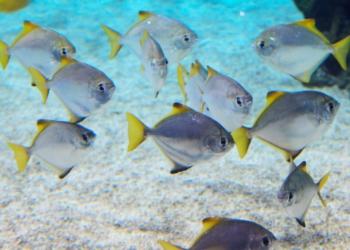 Foto ilustrativa: Pixabay