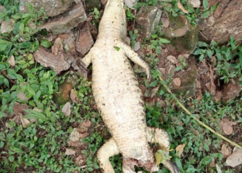 A carcaça do animal foi encontrada no centro de Ciudad del Este. Foto: divulgação