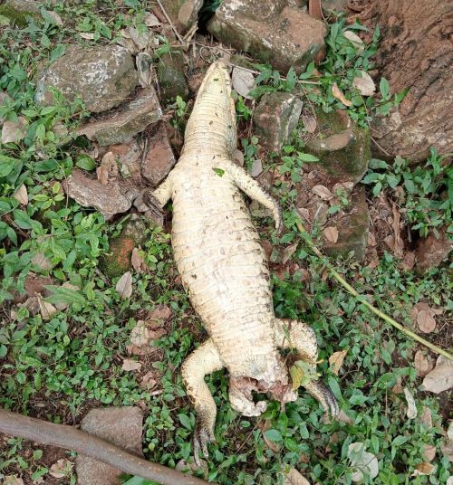 A carcaça do animal foi encontrada no centro de Ciudad del Este. Foto: divulgação