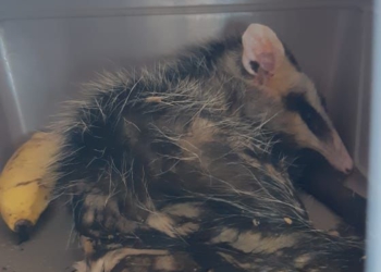Animais apreendidos. Foto: divulgação