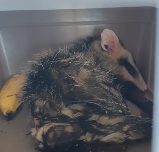 Animais apreendidos. Foto: divulgação