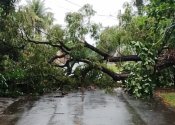 Temporal derrubou árvores em Foz do Iguaçu. Foto: Defesa Civil