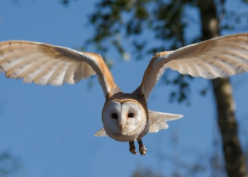 O nome da operação faz referência a uma ave de rapina que tem como característica a identificação e a captura de seus alvos. Foto: Pixabay