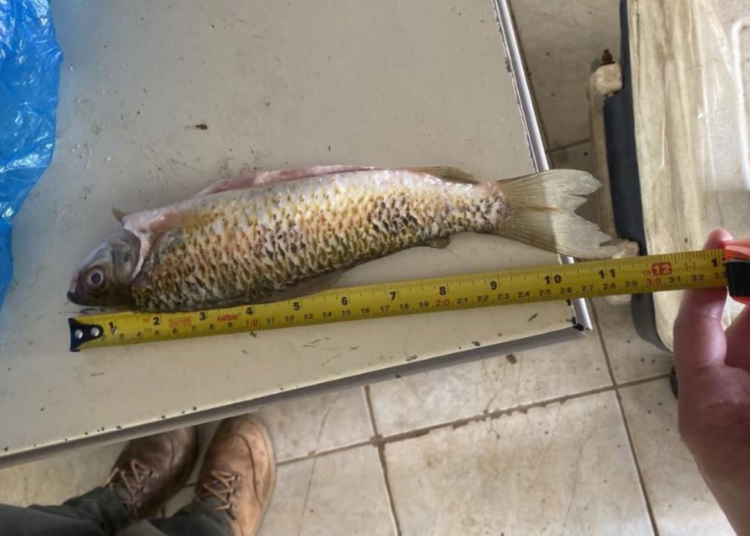 Mesmo com o fim da Piracema, IAT segue coibindo a pesca predatória no Paraná
Foto: IAT-PR