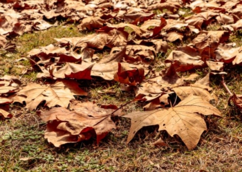 Foto: Foto: Roberto Dziura Jr/AEN