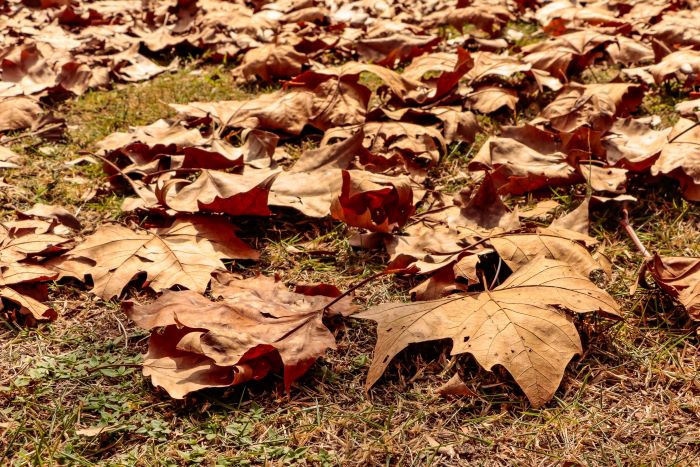 Foto: Foto: Roberto Dziura Jr/AEN